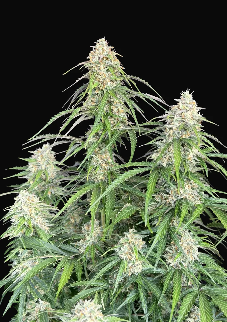 Jack Herer Auto