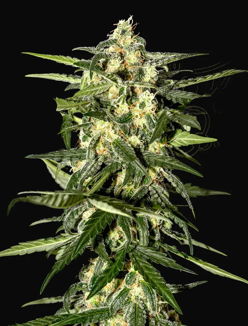 Jack Herer Auto