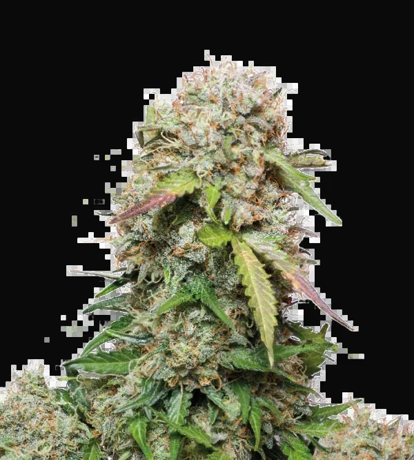 Jack Herer Auto