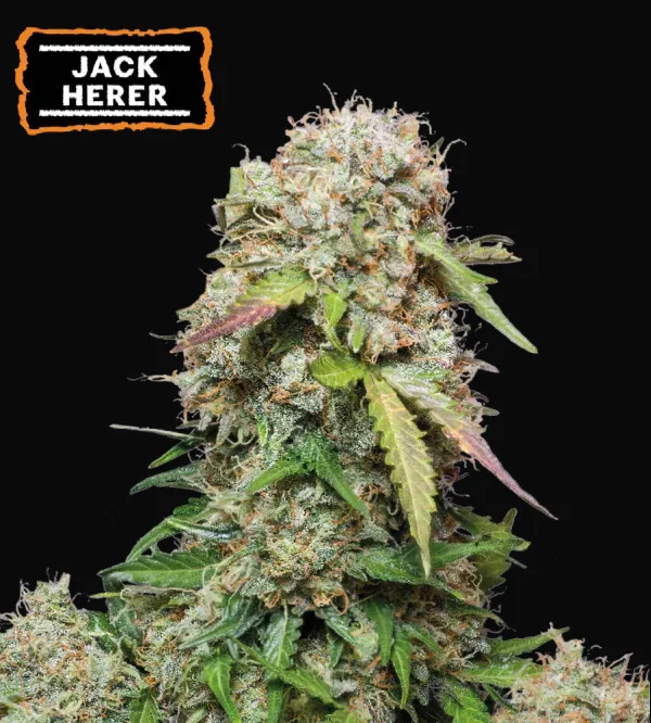 Jack Herer Auto