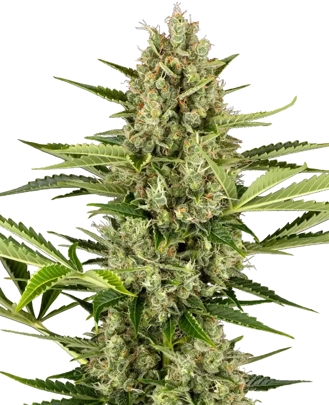 Jack Herer Automatic