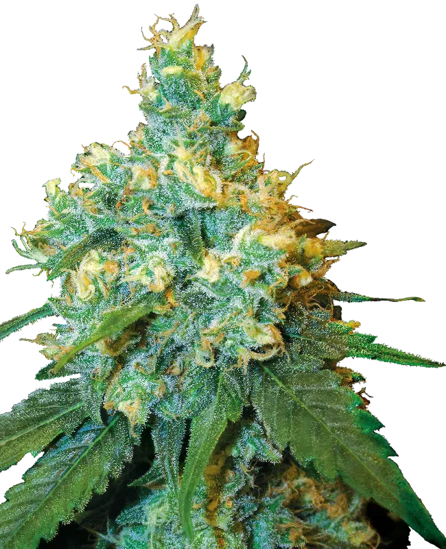 Jack Herer Feminized