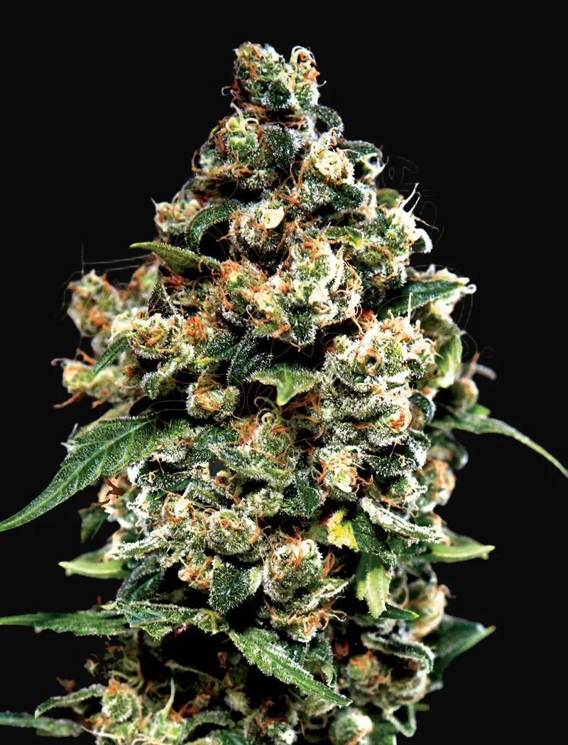 Jack Herer