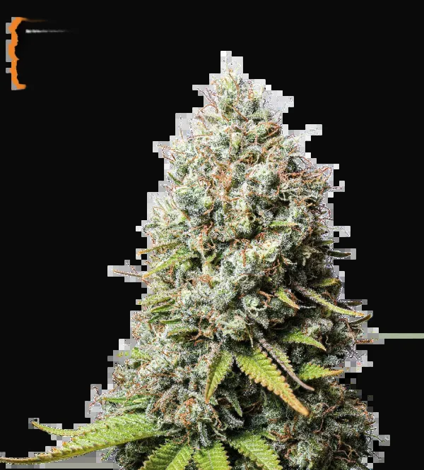 Jack Herer