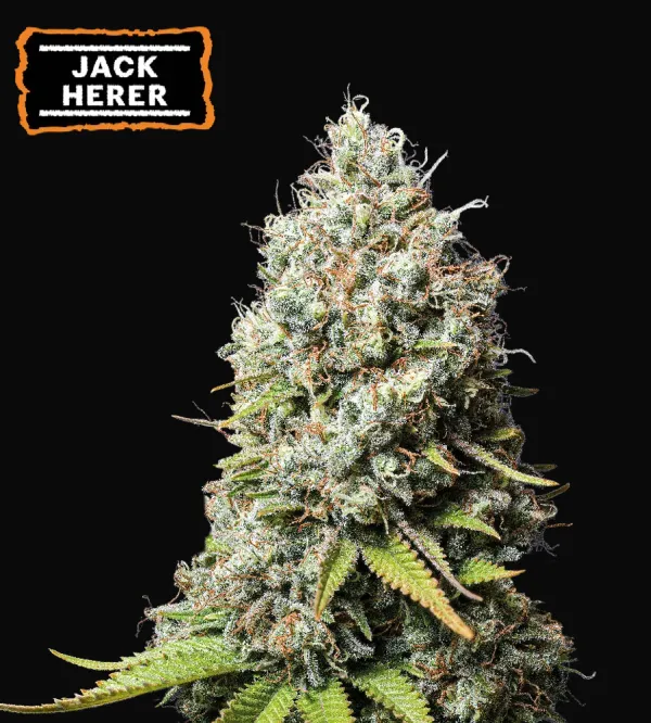 Jack Herer