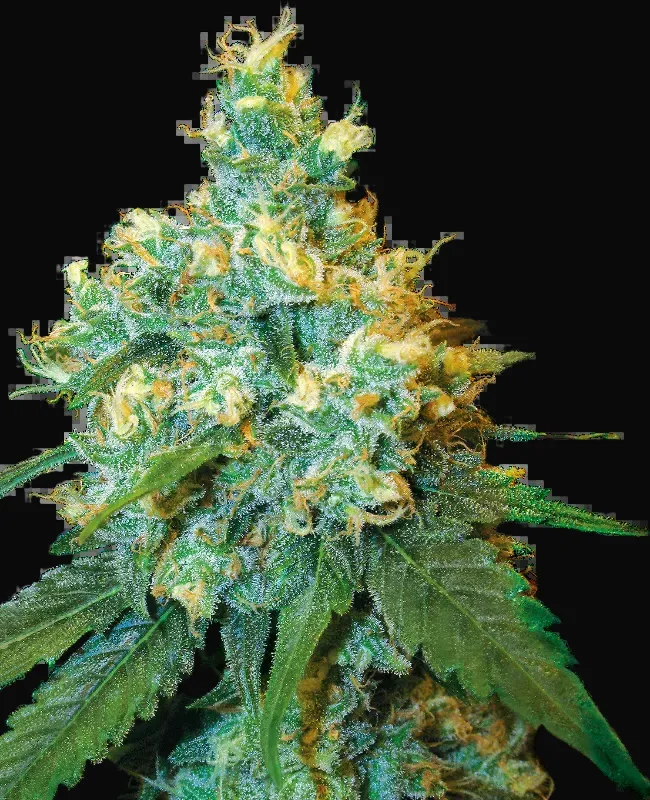 Jack Herer