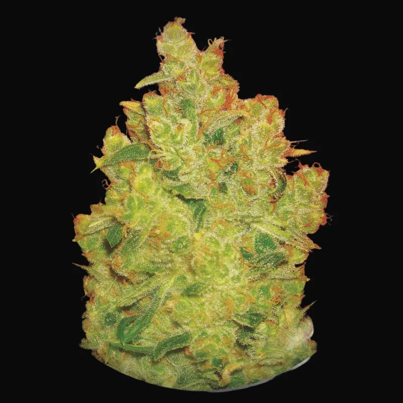 Jack La Mota