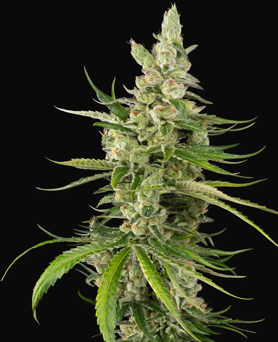 Jackuzzi Feminized