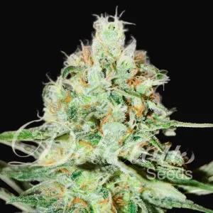 Jagg Kush