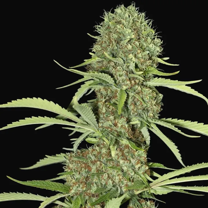 Jamaican Dream