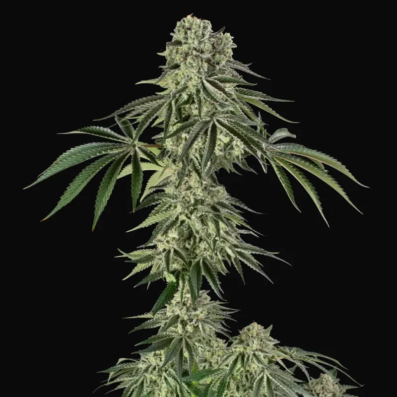 Jamaican Mountain