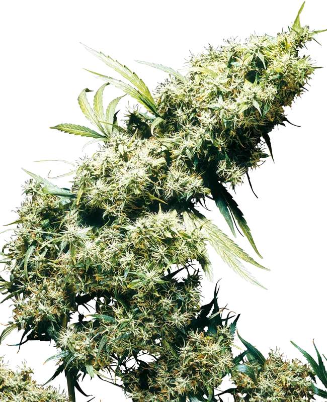 Jamaican Pearl Feminized