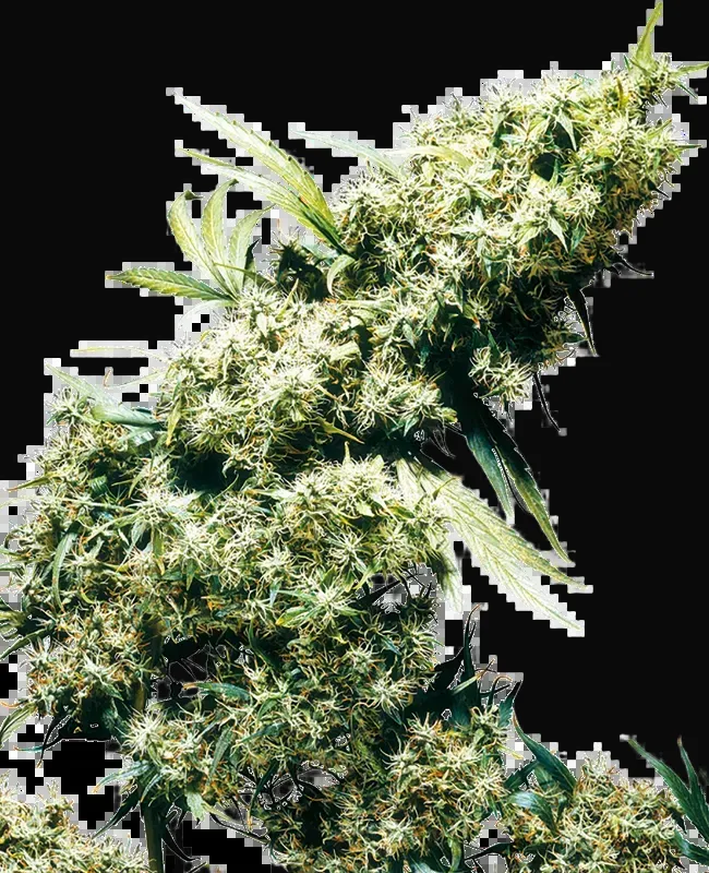 Jamaican Pearl Regular