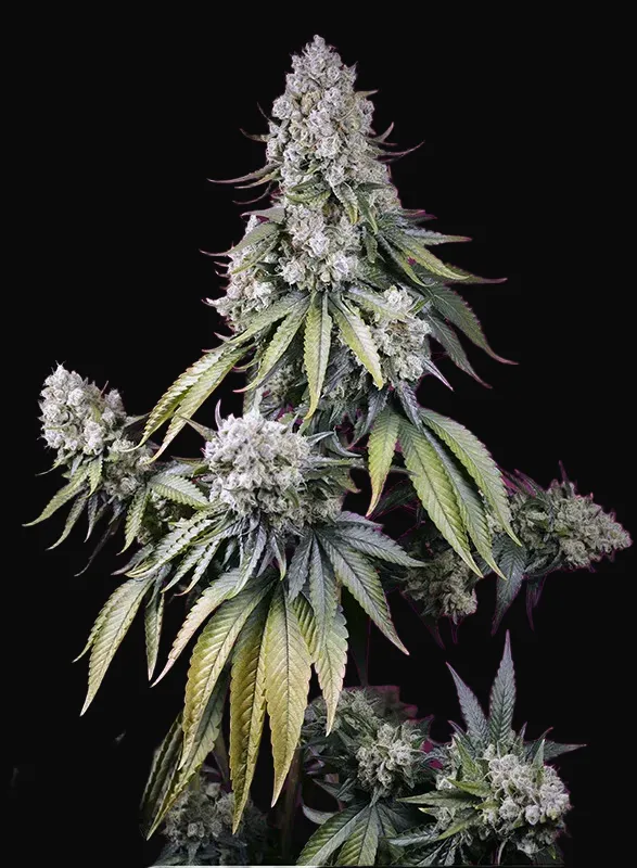 Jealousy Z XL Auto