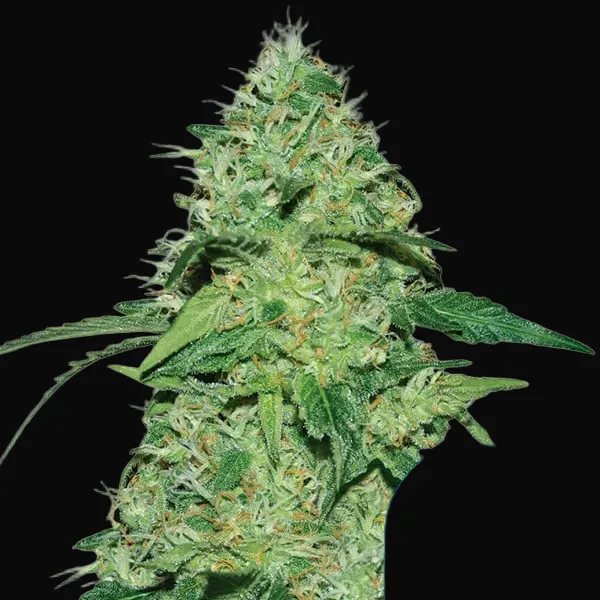 Joanne's CBD