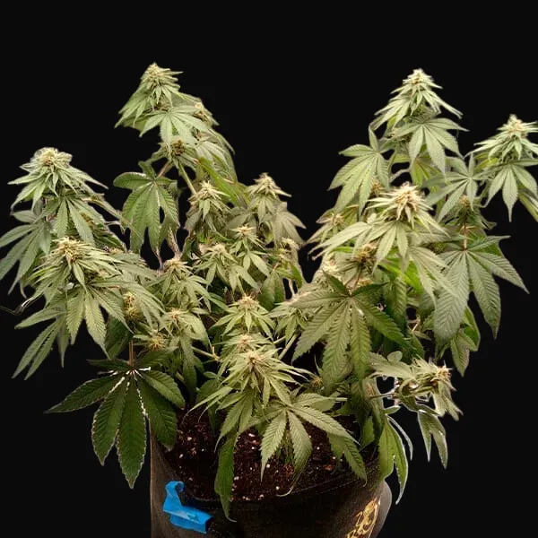 Joanne's CBD