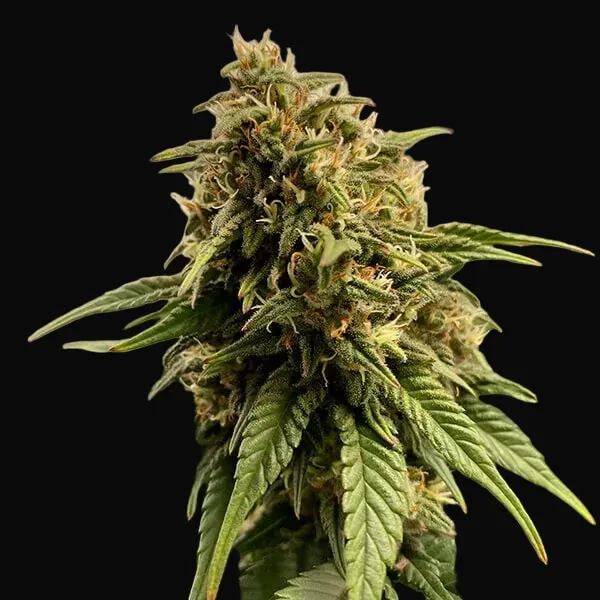 Joanne's CBD