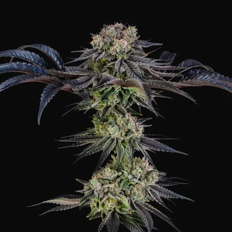 Julian Marley Special