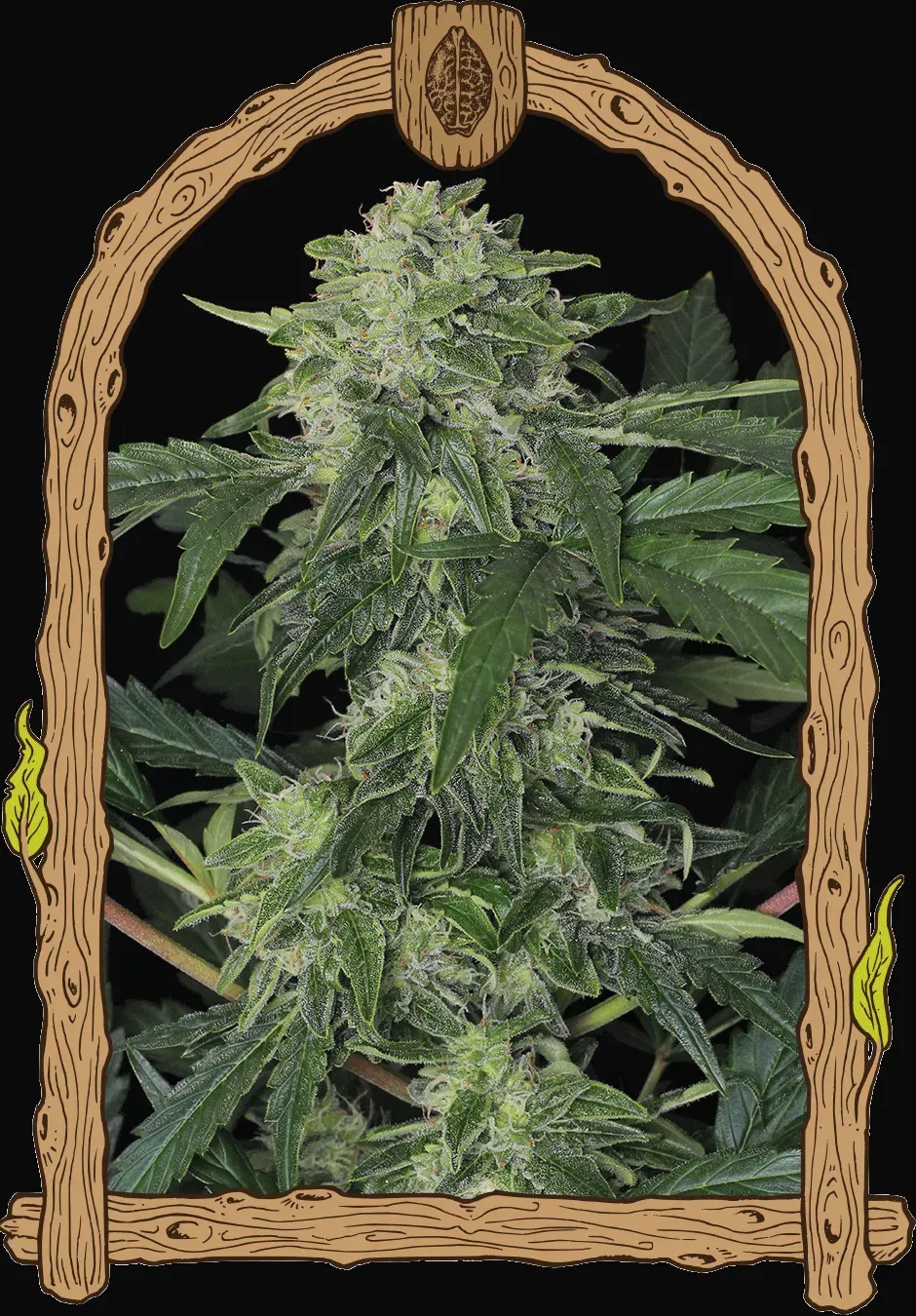 Jungle Fever Auto