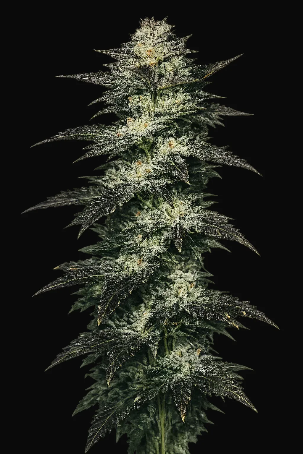 Jupiter OG Kush