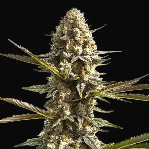 Kabrales Auto
