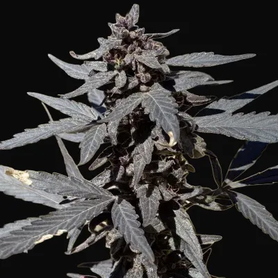 Kalash Valley Black Regular