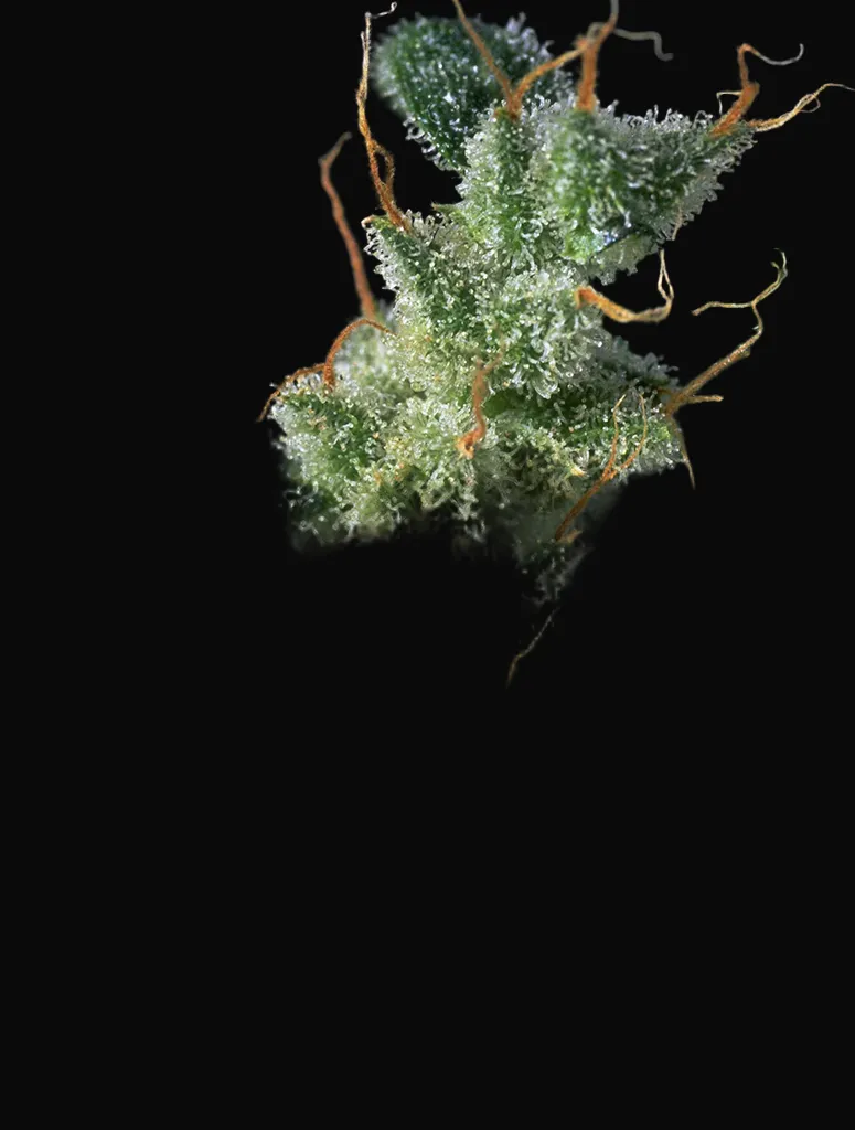 Kali Mist Regular