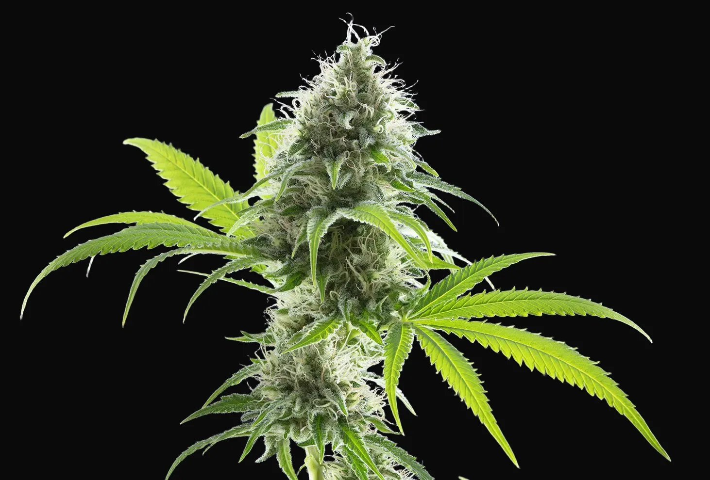 Kama Kush CBD