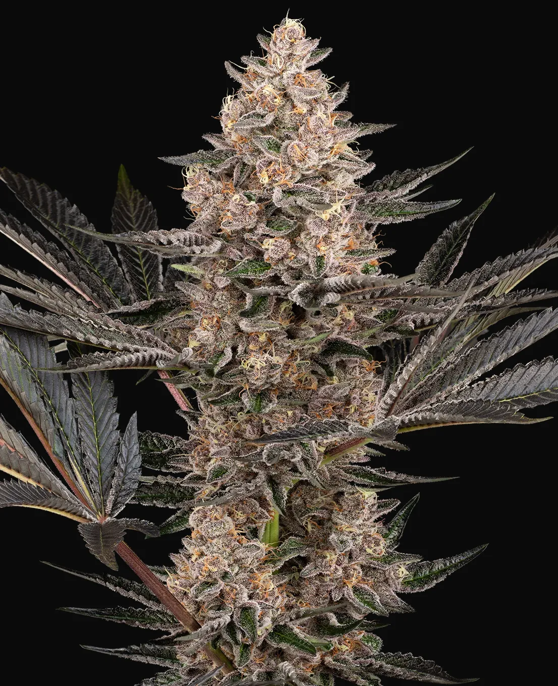 Karate Kid Feminized