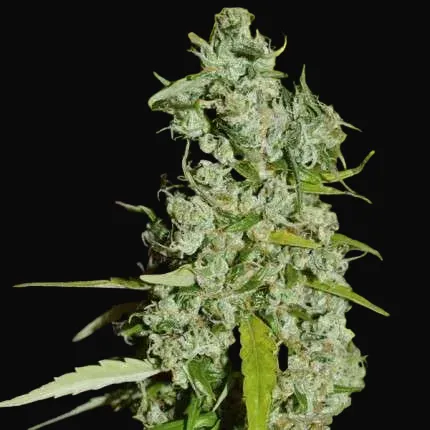 Kees' Old School Haze
