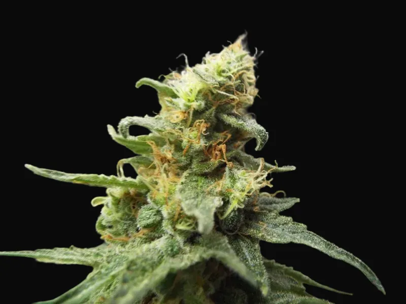 Ketama Cheese Auto
