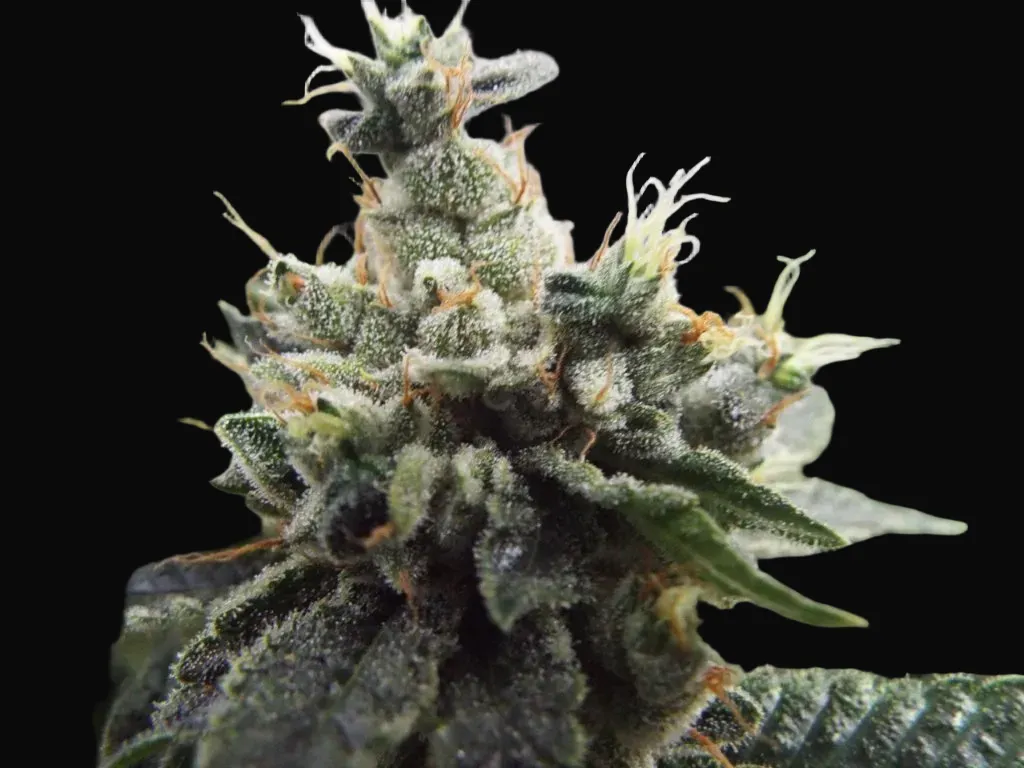 Ketama Kush