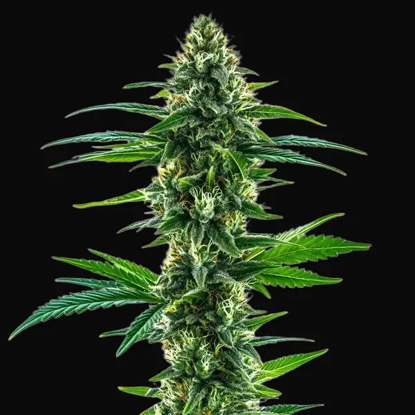 Khalifa Kush