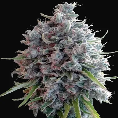 Killer A5 Haze
