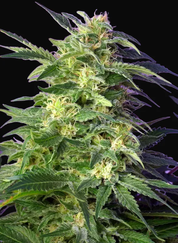 Killer Kush Auto