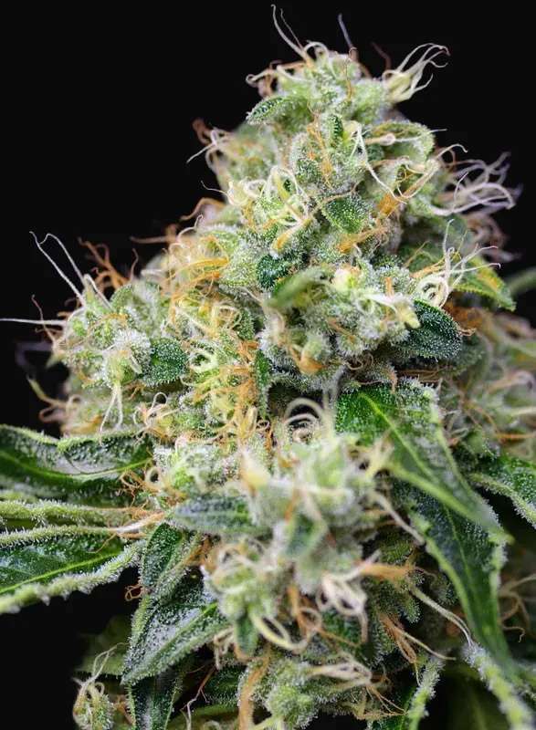 Killer Kush F1 Fast Version