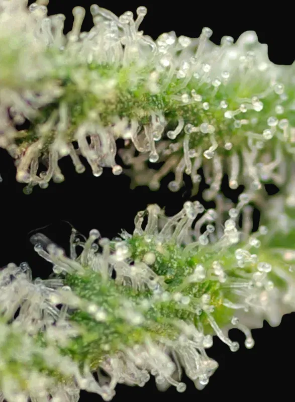 Killer Kush F1 Fast Version