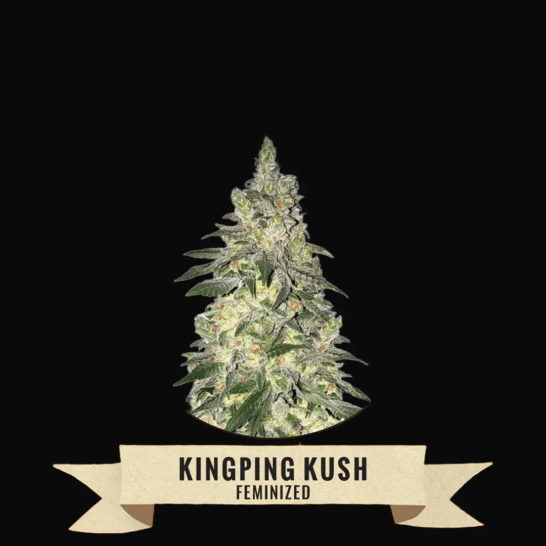 Kingpin Kush