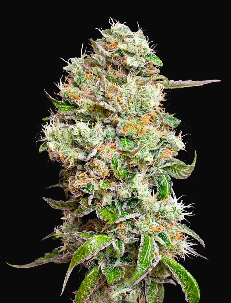 King’s Kush Auto CBD