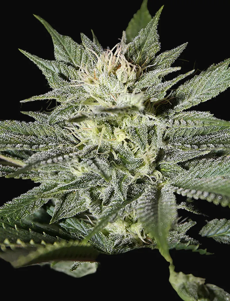 King’s Kush CBD