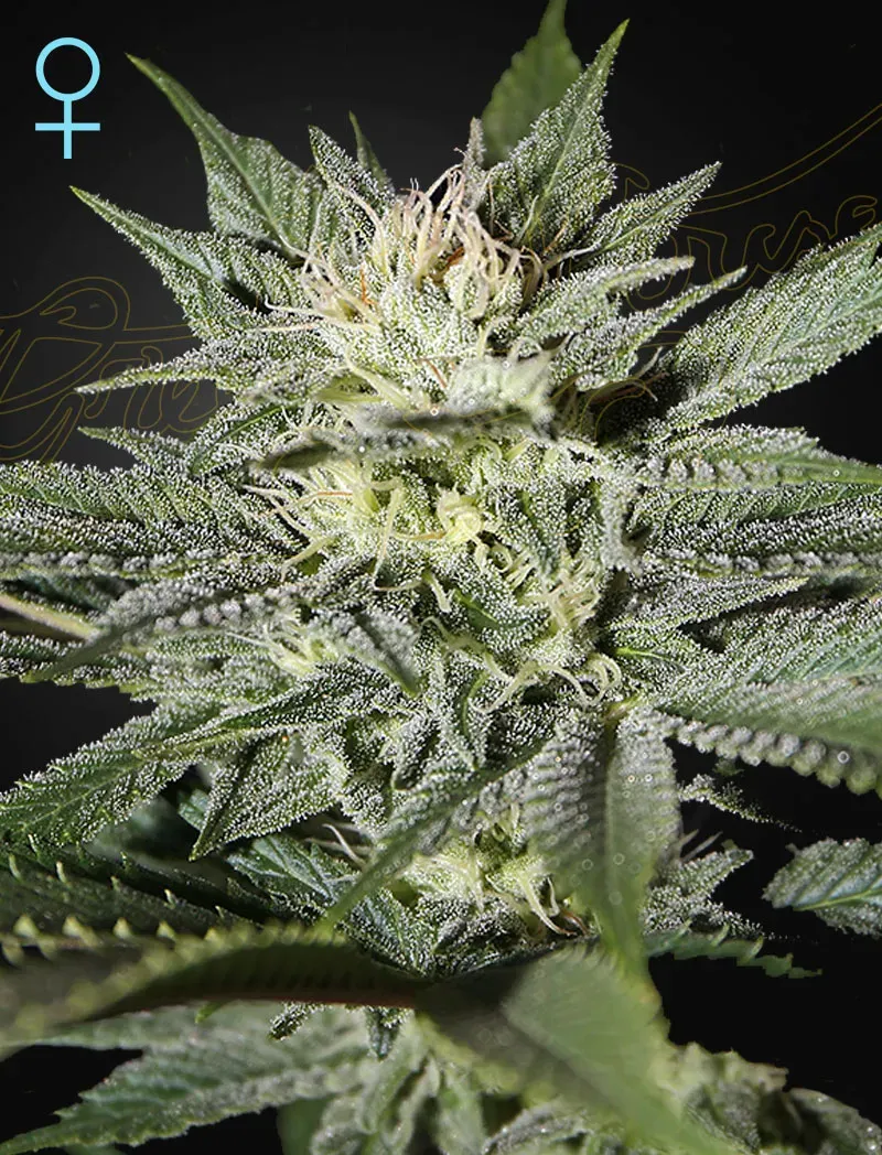 King’s Kush CBD