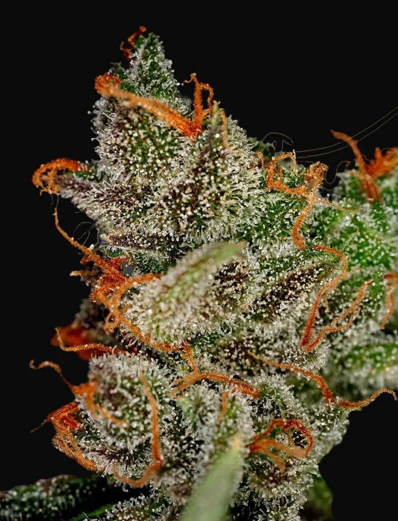 King's Kush