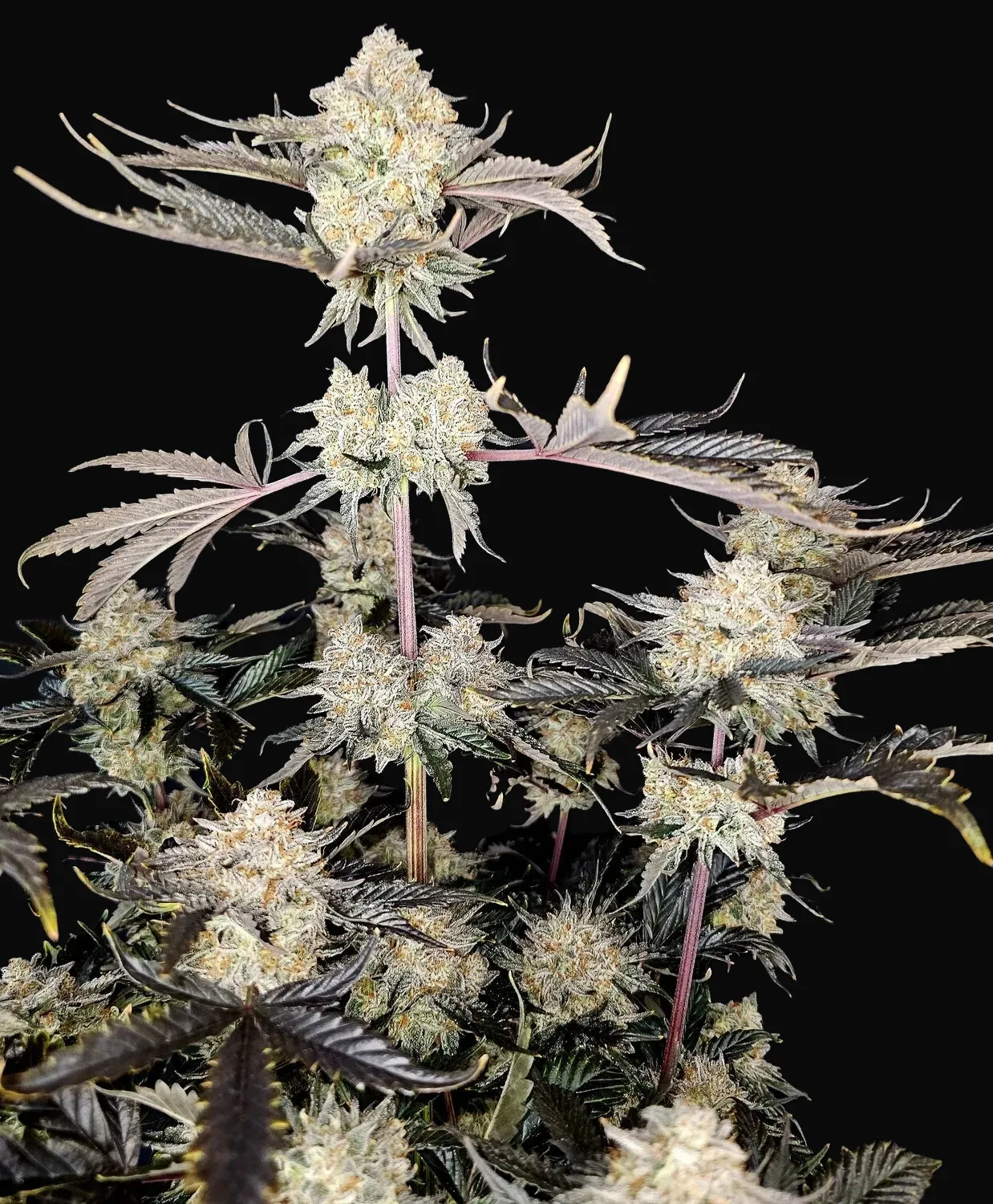 Kiwi Tango Auto
