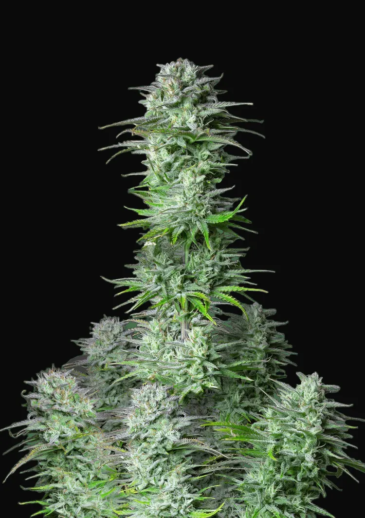 Kosher Cake Auto