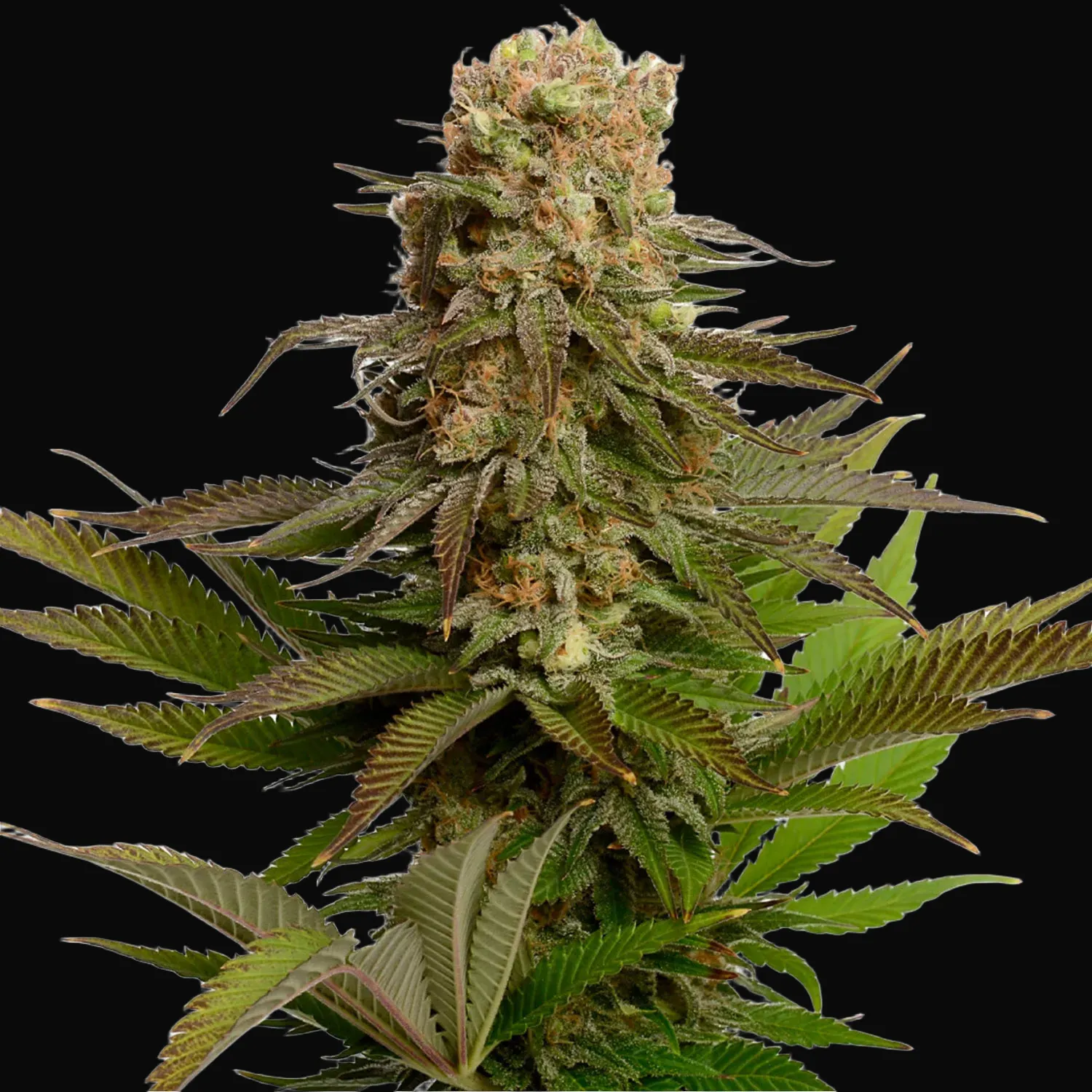 Kosher Choco Kush