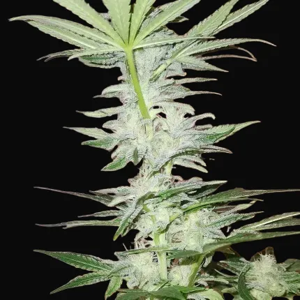 Kosher Haze