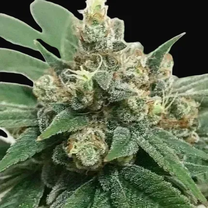 Kosher Haze