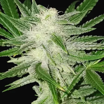 Kosher Haze Regular