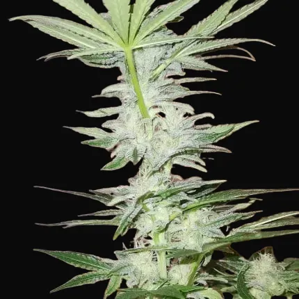 Kosher Haze Regular