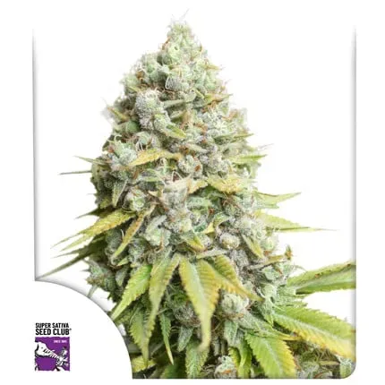 Kosher Haze Regular